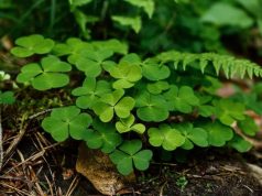 Does Clover Grow In Shade