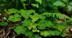 Does Clover Grow In Shade