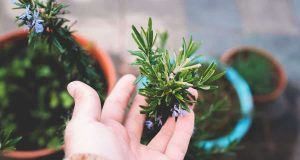 Will Rosemary Grow Back After Winter