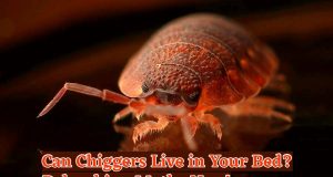 Can Chiggers Live in Your Bed Debunking Myths Now!