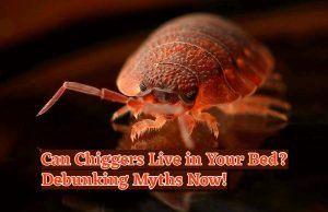 Can Chiggers Live in Your Bed Debunking Myths Now!