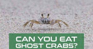 Can You Eat Ghost Crabs