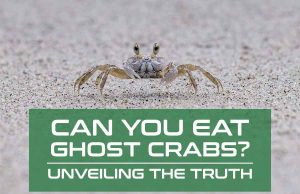 Can You Eat Ghost Crabs