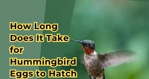 How Long Does It Take for Hummingbird Eggs to Hatch