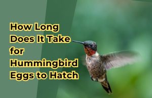 How Long Does It Take for Hummingbird Eggs to Hatch