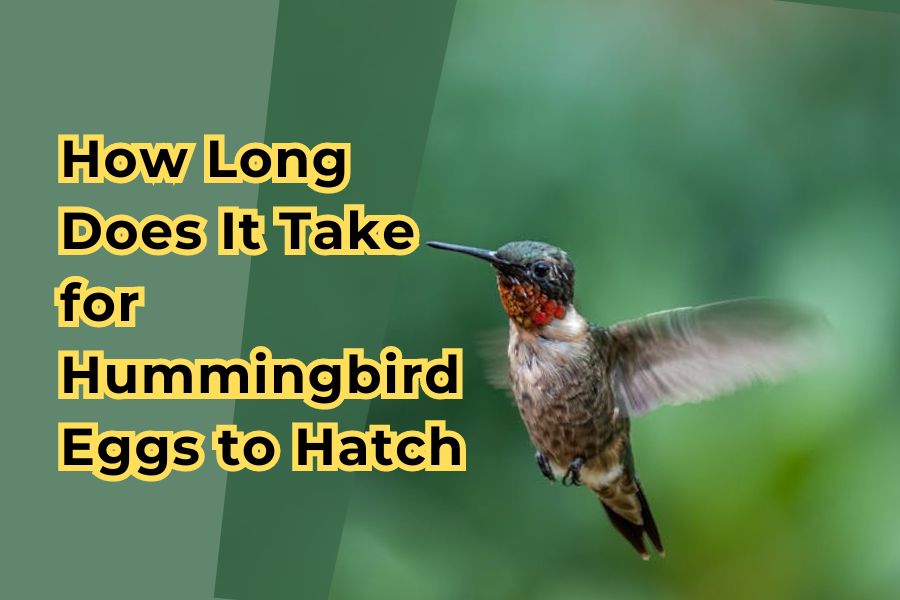 How Long Does It Take for Hummingbird Eggs to Hatch