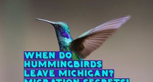 When Do Hummingbirds Leave Michigan