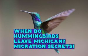 When Do Hummingbirds Leave Michigan