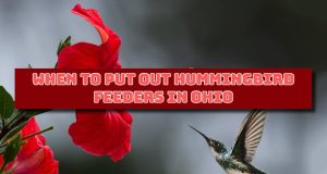 When to Put Out Hummingbird Feeders in Ohio