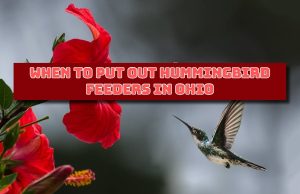 When to Put Out Hummingbird Feeders in Ohio