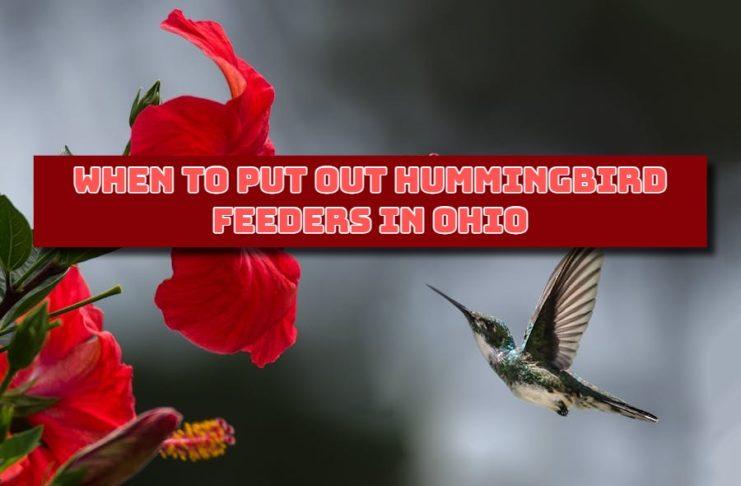 When to Put Out Hummingbird Feeders in Ohio