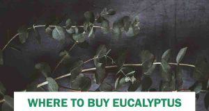 Where to Buy Eucalyptus for Shower