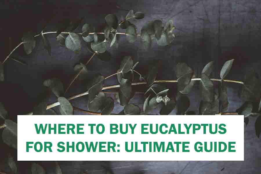 Where to Buy Eucalyptus for Shower