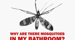 Why are There Mosquitoes in My Bathroom