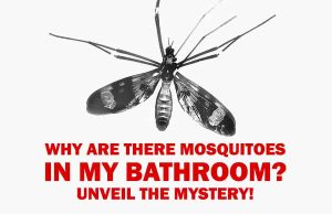 Why are There Mosquitoes in My Bathroom