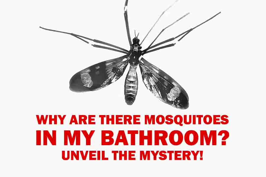 Why are There Mosquitoes in My Bathroom