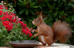 What Scents Do Squirrels Hate Repel Rodents Naturally!