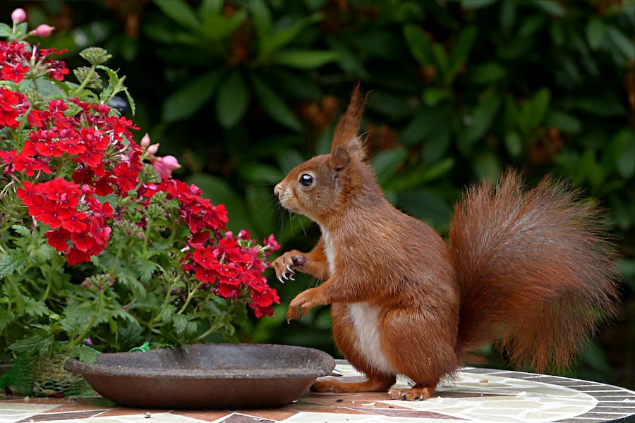 What Scents Do Squirrels Hate Repel Rodents Naturally!