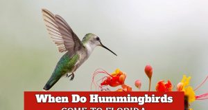 When Do Hummingbirds Come to Florida