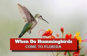 When Do Hummingbirds Come to Florida